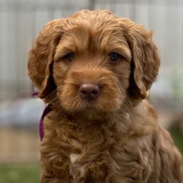 Australian Labradoodle Puppies from Cascade Canyon Labradoodles