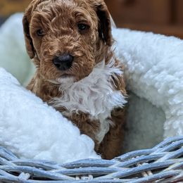Aussiedoodle, Cavapoo, and Poodle Puppies from Robin's Nest Farm