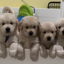 Golden Retrievers from Jms Goldens