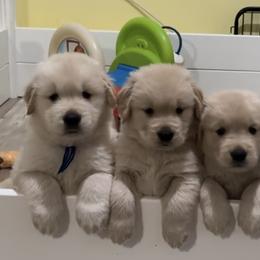 Golden Retrievers from Jms Goldens