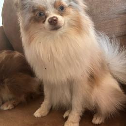 Honey (cuddle bug) - Tri-colored female Pomeranian puppy in Hughes Springs, Texas from Hughes Springs Tx Poms