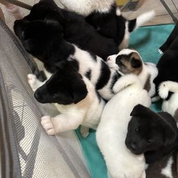 Akita Puppies from Gloe Akita's