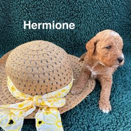 Hermione - Red  female Goldendoodle puppy in Conroe, Texas from Tails of Cypress
