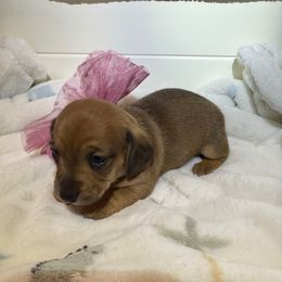 Shorthair shaded cream female - Cream female Dachshund puppy in Manteca, California from Sweet and Low Dachshunds
