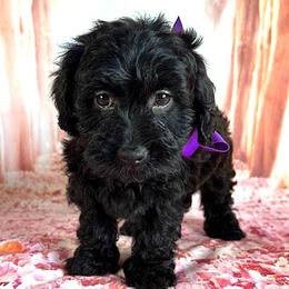 Purple Collar - female Cavapoochon puppy in Waterford, California from Windy Hill Doodles