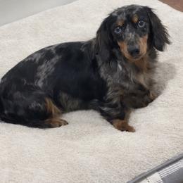 Betsy - Dachshund