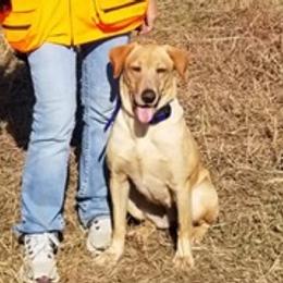 Tiki - Labrador Retriever