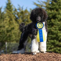 Poodle Puppies from Devin’s Purple Poodles