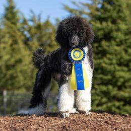 Poodle Puppies from Devin’s Purple Poodles