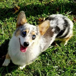 Fable - American Corgi