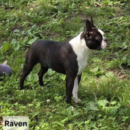 Raven - Boston Terrier