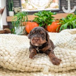 ...: D i a m o n d  : ... :   t e d d y .. b e a r   : ... - Chocolate female Yorkipoo puppy in Hooper, Utah from Anchor Dogs
