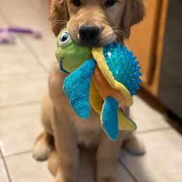 Golden Retriever Puppies from Aubergine Goldens