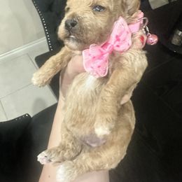Shelli - Red female Maltipoo puppy in Victorville, California from Boujeepups