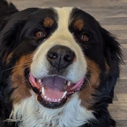 Holly - Bernese Mountain Dog