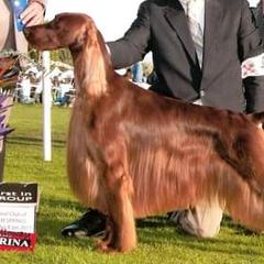 Irish Setters from Diane's Irish Setters