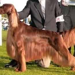 Irish Setters from Diane's Irish Setters