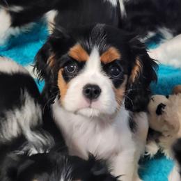 Jasmine (5000) - Tri-color female Cavalier King Charles Spaniel puppy in Los Lunas, New Mexico from Kiddle's Cavaliers