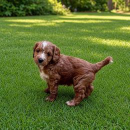Annabel - Red female Cockapoo puppy in Marietta, South Carolina from River Falls Cockapoos