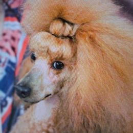 Journey - Poodle