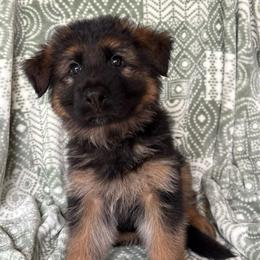 Sarsaparilla - Mulan - Black and red female German Shepherd puppy in Coplay, Pennsylvania from By My Side Germans Shepherds & Dobermans