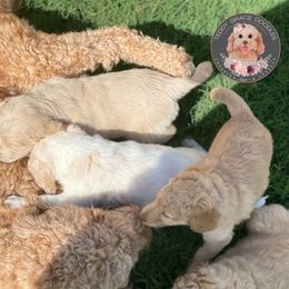 Goldendoodle Puppies from Teddy Grace Doodles