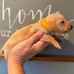 AKC Boy 1 Yellow - Wheaten male Dachshund puppy in Grand Valley, Pennsylvania from Dachshunds on the Hill