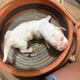 White girl - Lemon and white female Basset Hound puppy in Walters, Oklahoma from Solo Spur Ranch