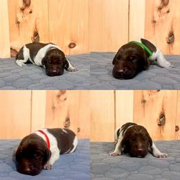 Boy 5 - White and liver male German Shorthaired Pointer puppy in Payneville, Kentucky from Roan Point Kennel