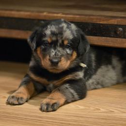 Charybdis (Light Blue) - Harlequin male Beauceron puppy in Medina, Ohio from Beaucerons Des Vents