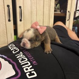 Aussiedoodle, Bulldog, Miniature Australian Shepherd, Poodle, and Toy Australian Shepherd Puppies from Mowry Creek Mini Aussiedoodles and More