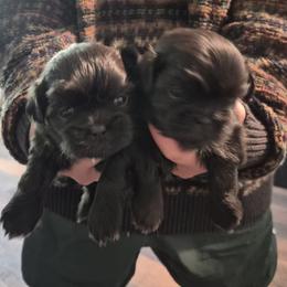 Koa - Black female Shih Tzu puppy in Green Valley Lake, California from All American Shih Tzu Puppies