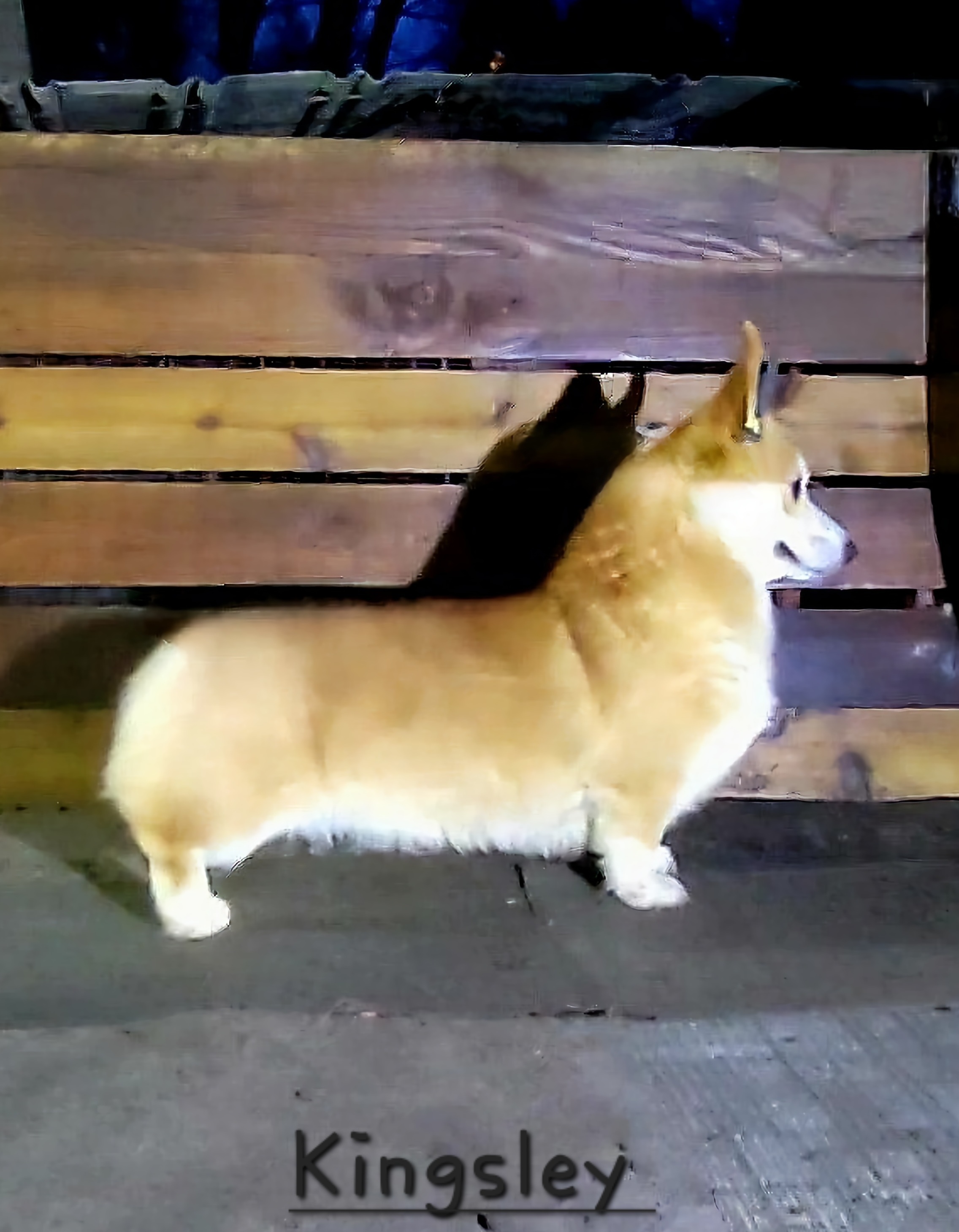 Kingsley - Pembroke Welsh Corgi