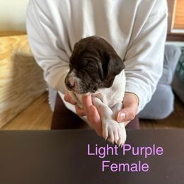 German Shorthaired Pointer Puppies from Bernardonis