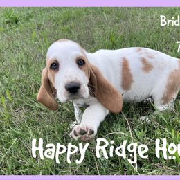 Violet - Red and white female Basset Hound puppy in Mebane, North Carolina from Happy Ridge Hounds