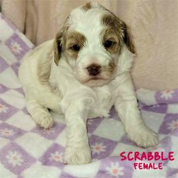 Scrabble - Red female Australian Labradoodle puppy in Beecher, Illinois from Erica’s Doodles