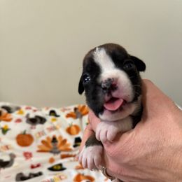 Naomi - Fawn female Boxer puppy in Jamesville, New York from Reynolds Homestead Boxers