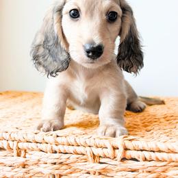 Rosie 3750 - Cream female Dachshund puppy in Sylvania, Alabama from Yancey’s Doxies