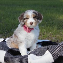 Aussiedoodle Puppies from Gore Doodle Ranch