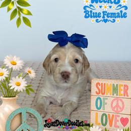 Windy - Cream female Goldendoodle puppy in Frostproof, Florida from Lover Dover Doodles