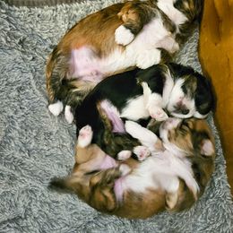 "Sleeping peaceful" Lhasa Apso Puppies from Luv-N-Laughter Lhasa Apsos