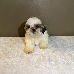 Chase - Gold and white male Shih Tzu puppy in Eastvale, California from Gigi’s Shih tzu