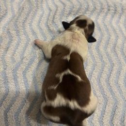 Shihtzu Maltese mix - Cream and white female Shih Tzu puppy in Manlius, New York from Dorothy Agrippino's Shih Tzus
