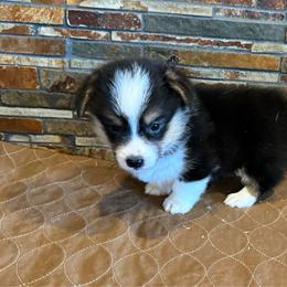 Boy 4 - Black and tan male Pembroke Welsh Corgi puppy in Visalia, California from VIP Stables