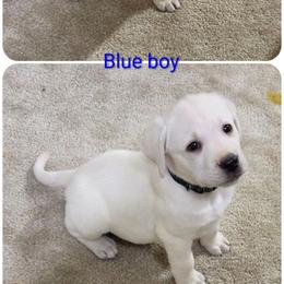 Stewert - Yellow male Labrador Retriever puppy in Middleburg, Pennsylvania from Countrylanes labs