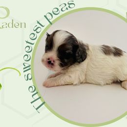 Paden - Merle male Cavapoo puppy in Oak Island, North Carolina from Double Doodle Aussiedoodle