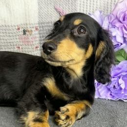 Robin - Black and tan female Dachshund puppy in Cascade, Virginia from Heart of Honey Miniature Dachshunds