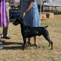 Otto - German Pinscher