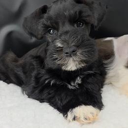 Astro - Black male Miniature Schnauzer puppy in Panama City, Florida from Emerald Coast Schnauzers