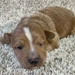 Phil - Red male Aussiedoodle puppy in Lebanon, Missouri from Cobbs Creek Canines